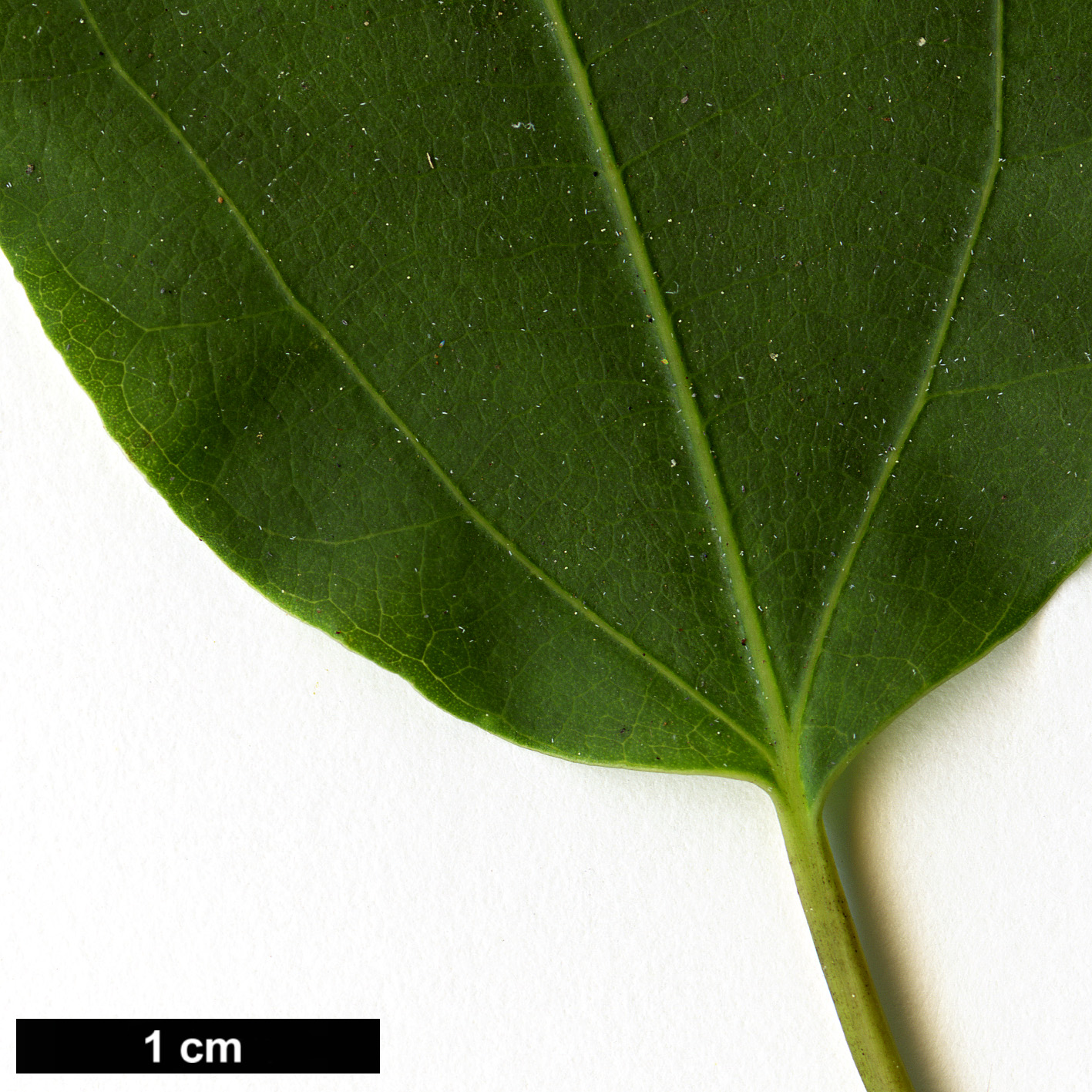 High resolution image: Family: Lauraceae - Genus: Lindera - Taxon: neesiana